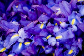 华体会app-不止于胜利，在非洲心脏，C罗与曼联书写争冠新篇